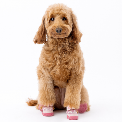 The Kai- Dog Sneaker