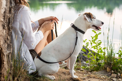 Celtic Sport Quick-Release Leather Dog Collar