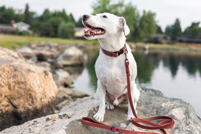 Celtic Sport Quick-Release Leather Dog Collar