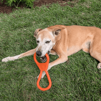 Chew Toys