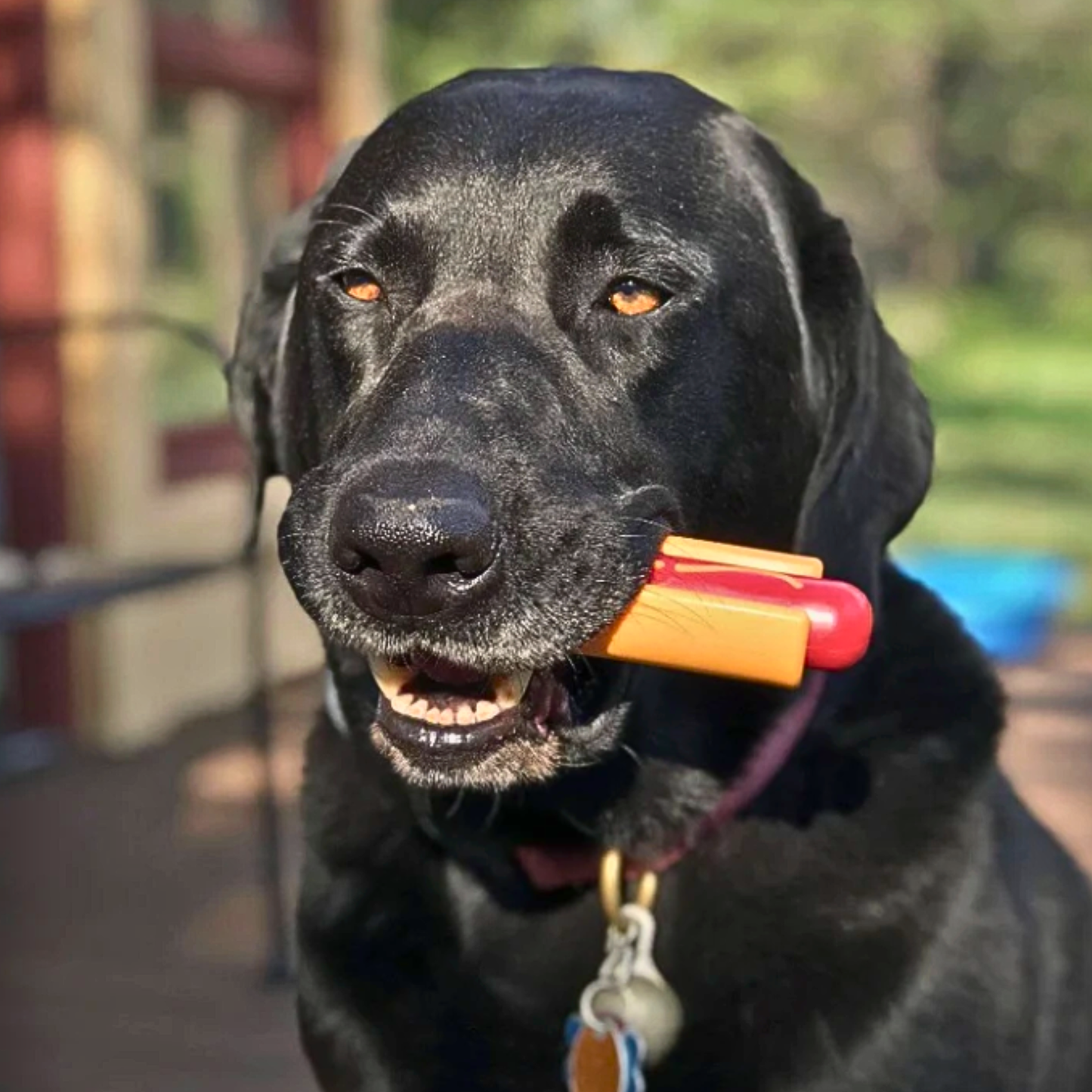 Chew Toys