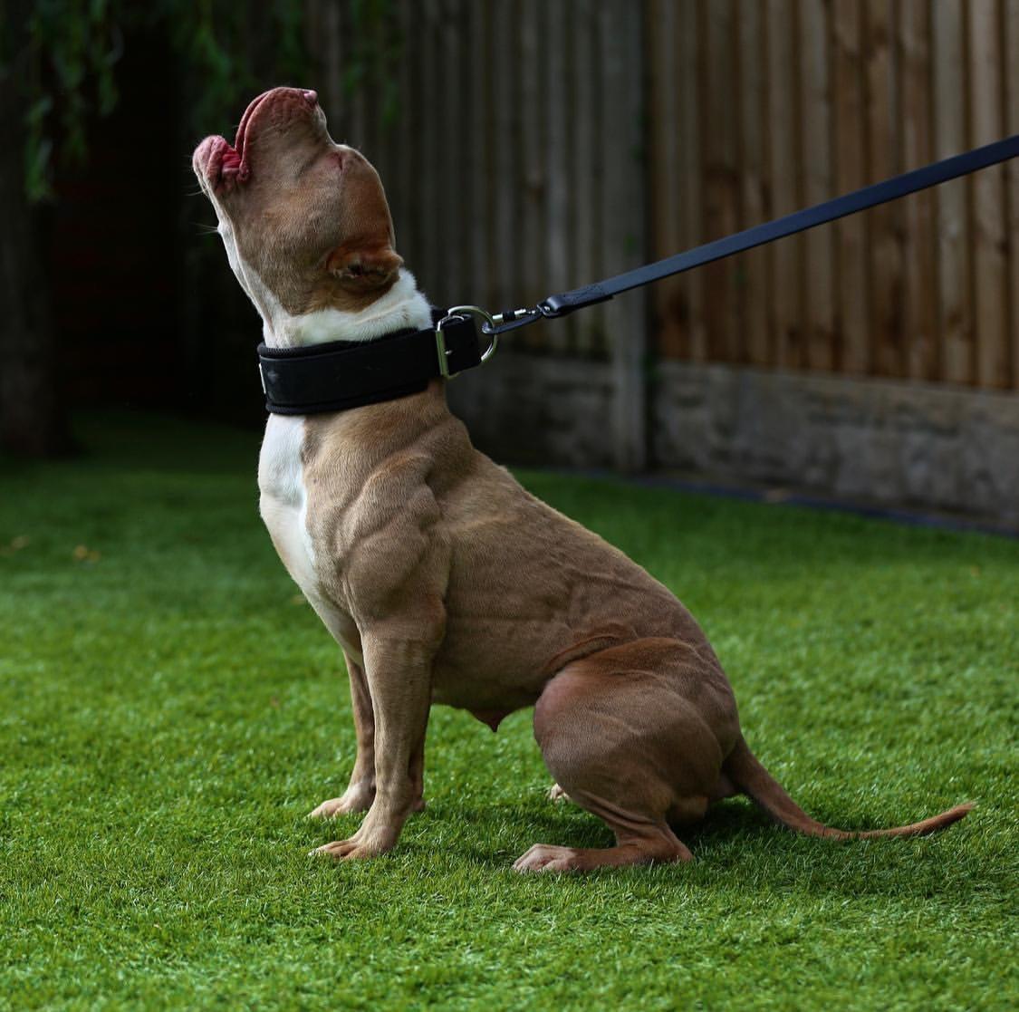 BESTIA DOG SPORT Tactical Leash
